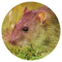 rat